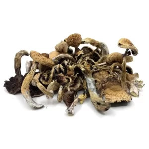 Buy Golden Teacher Mushroom-#4